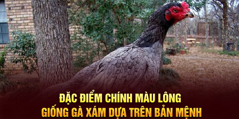 Đặc điểm chính màu lông dựa trên bản mệnh chiến kê 