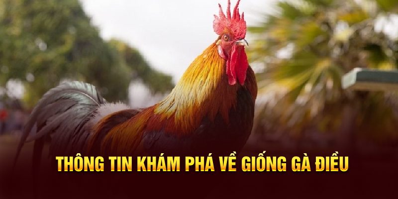 Thông tin khám phá về giống gà điều