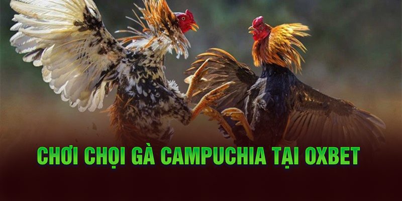 Chơi chọi gà Campuchia tại Oxbet