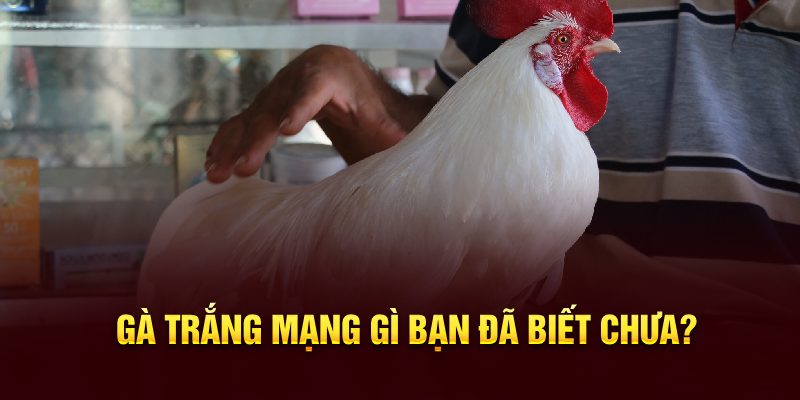 Gà trắng mạng gì bạn đã biết chưa?