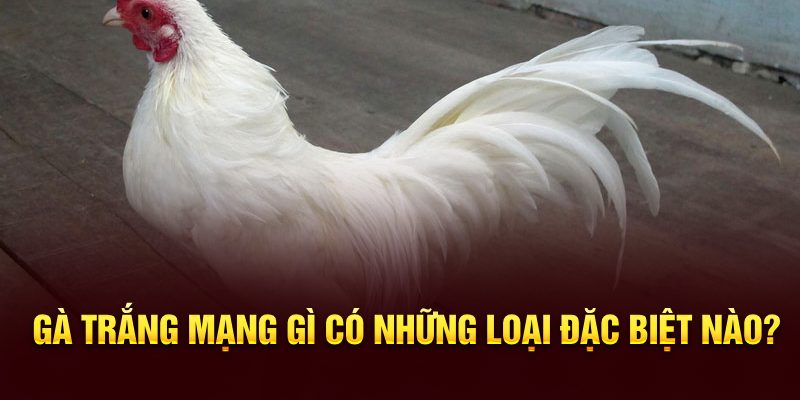 Gà trắng mạng gì có những loại đặc biệt nào?