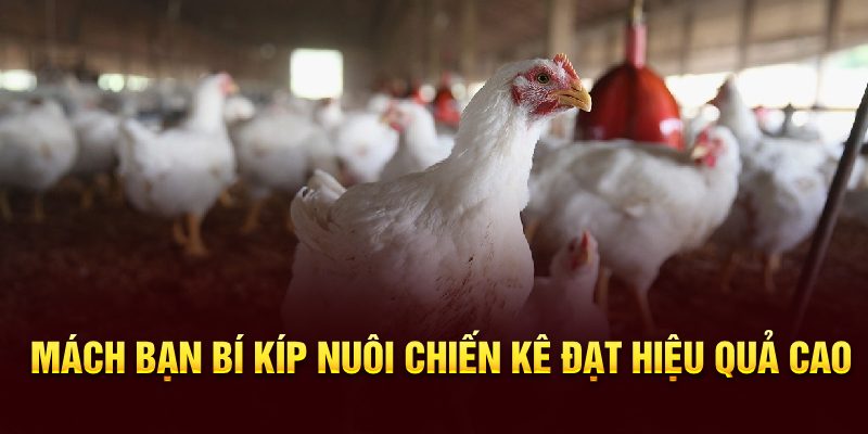 Mách bạn bí kíp nuôi chiến kê đạt hiệu quả cao