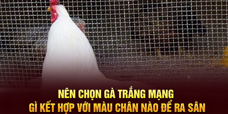 Nên chọn gà trắng mạng gì kết hợp với màu chân nào để ra sân