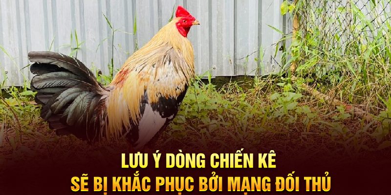 Lưu ý dòng chiến kê sẽ bị khắc phục bởi mạng đối thủ