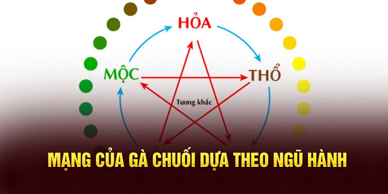 Mạng của gà chuối dựa theo ngũ hành