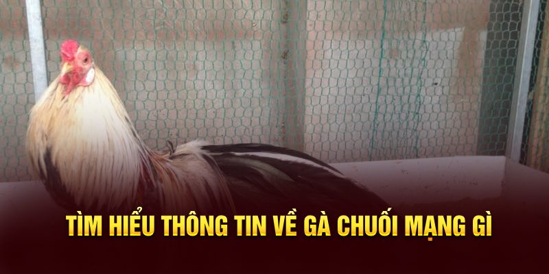 Tìm hiểu thông tin về gà chuối mạng gì